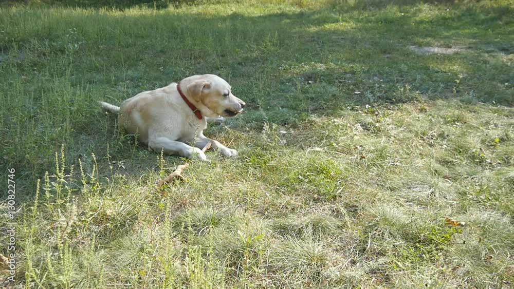 Labrador or golden retriver eating wooden stick outdoor. Animal chew and biting a stick at nature. Dog playing outside. Summer landscape at background. Slow motion. Close up Labrador or golden retriver eating wooden stick outdoor. Animal chew and biting a stick at nature. Dog playing outside. Summer landscape at background. Slow motion. Close up