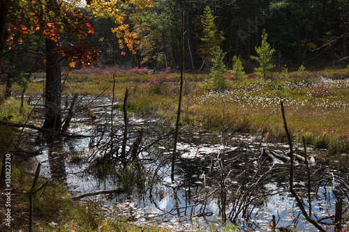 Walden Pond forest
