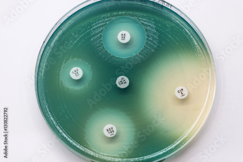 Pseudomonas aeruginosa as subsensitivity test on Muler plate. photo