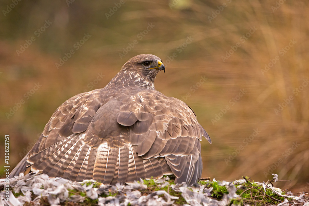 Obraz premium Buzzard