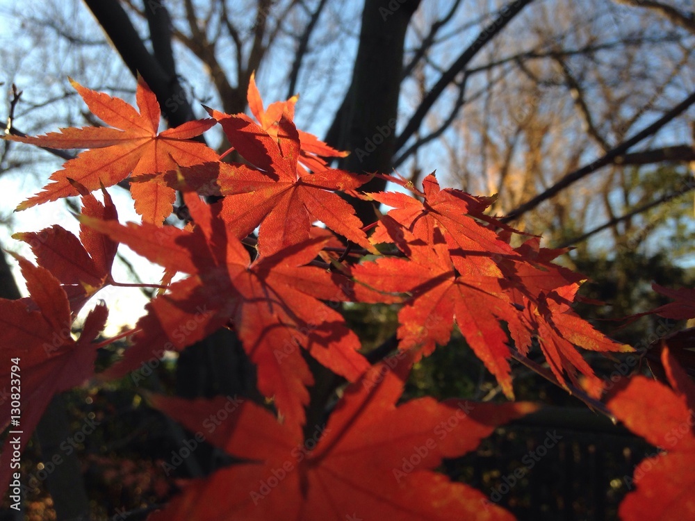 Fototapeta premium 紅葉