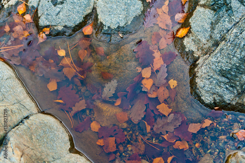 Опавшие листья в луже / Fallen leaves in the puddle