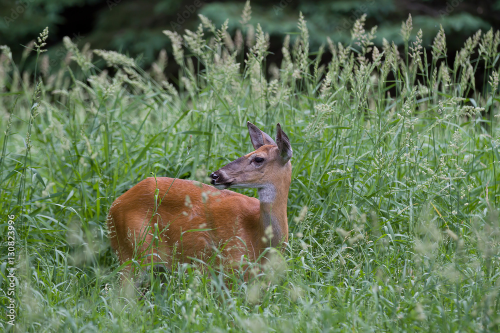 White-tailed deer in the tall grass in spring in Ottawa, Canada