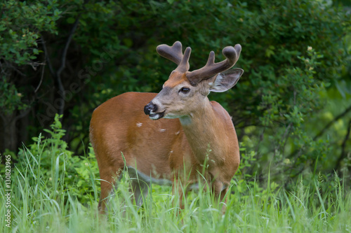 White-tailed deer buck with velvet antlers in spring in Ottawa, Canada