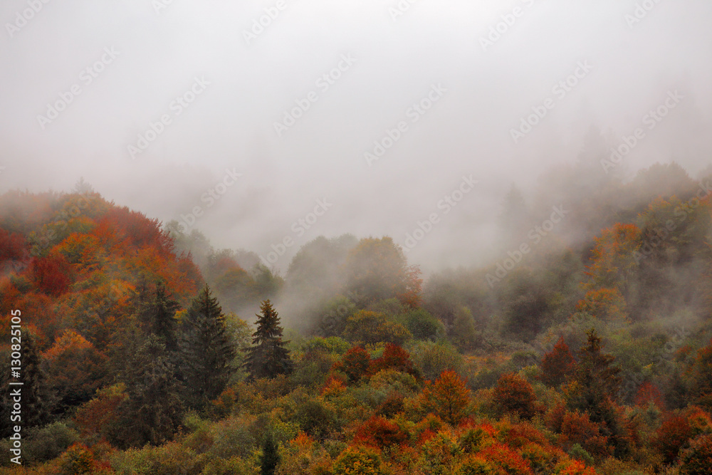 Fényképezés Autumn rain in mountain forest. Colorful wood in clouds of fog  - az Europosters.hu