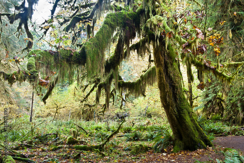 Rainforest at Olympic Nat'l Park photo