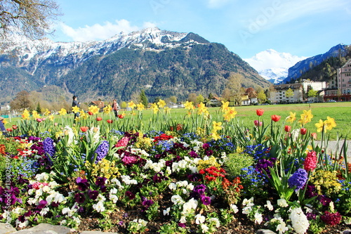 The beautiful flowers blooming in spring time at the garden with alp mountain background in Interlaken, Switzerland..