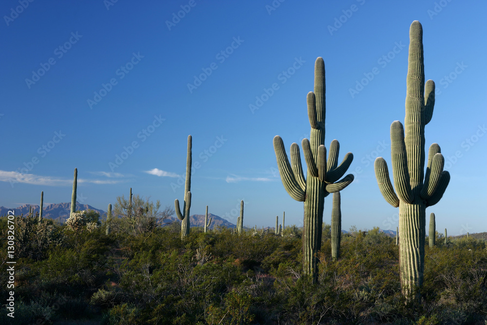 Saguaros