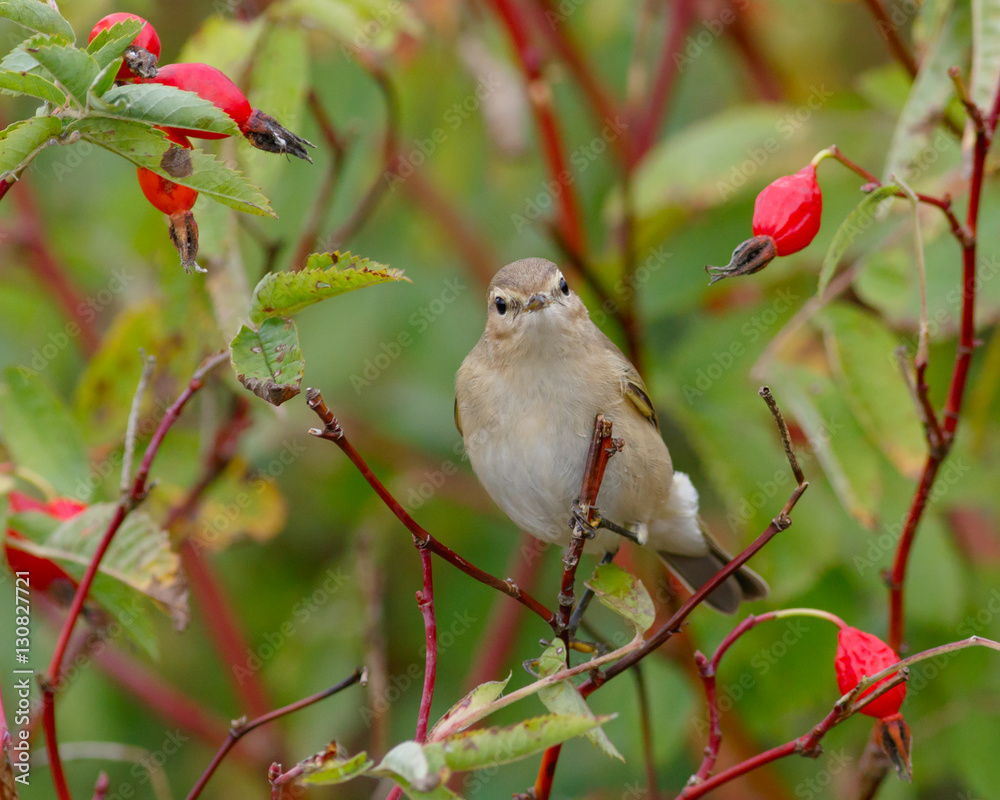 Chiffchaff bird sitting on wild rose bushes. Autumn Chiffchaff bird sitting on wild rose bushes. Autumn