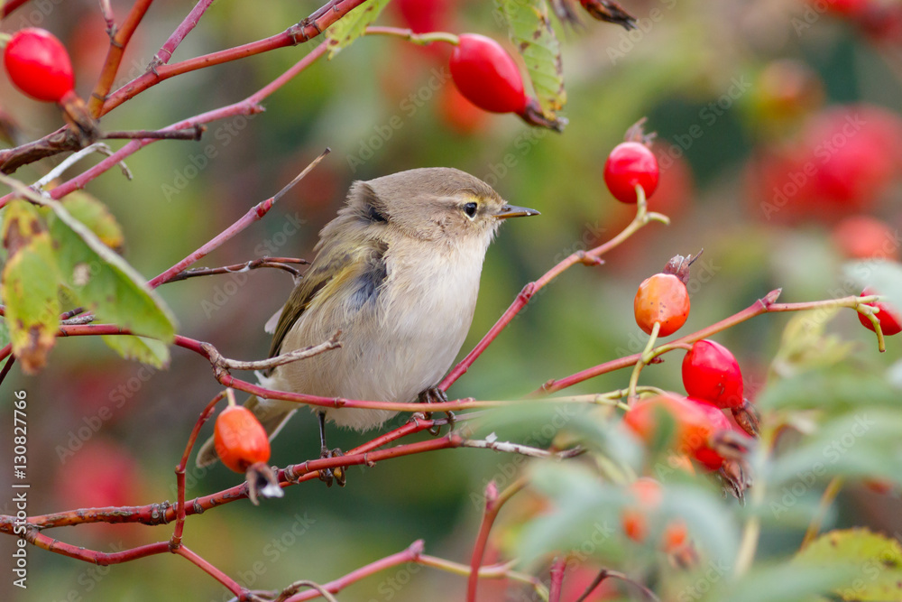 Obraz premium Chiffchaff bird sitting on wild rose bushes. Against the background of red berries