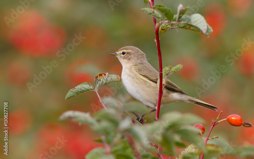 Chiffchaff bird sitting on wild rose bushes. Against the background of red berries