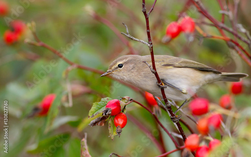 Chiffchaff bird sitting on wild rose bushes. Against the background of red berries