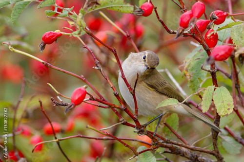 Chiffchaff bird sitting on wild rose bushes. Against the background of red berries
