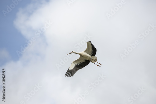 stork photo