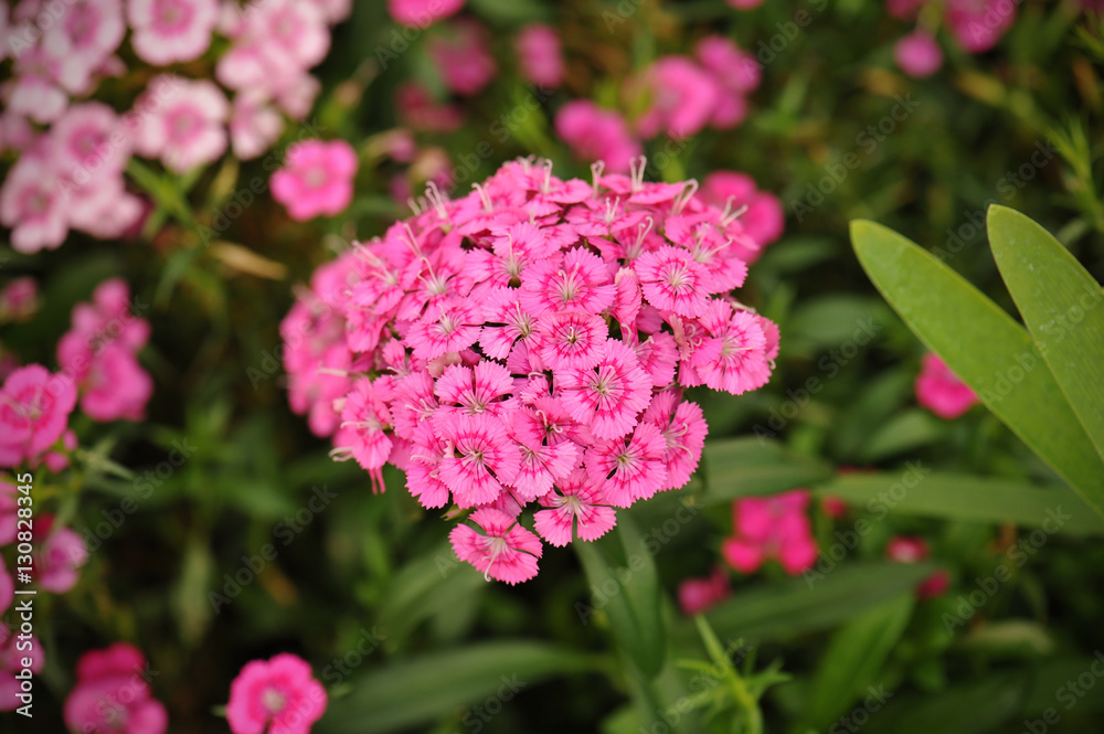 Flowerbed of Dianthus barbatus (Sweet William) Flowerbed of Dianthus barbatus (Sweet William)