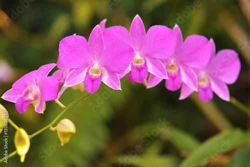 orchid flowers. Beautiful orchid flowers.