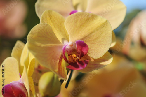 orchid flowers. Beautiful orchid flowers.