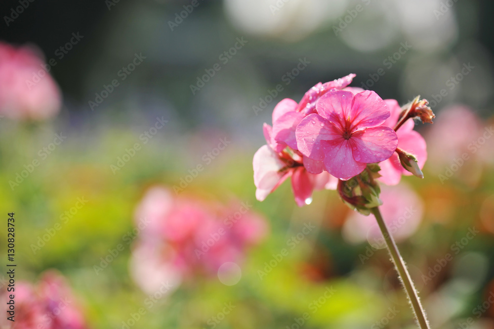 cluster of Geranium flowers in the morning cluster of Geranium flowers in the morning