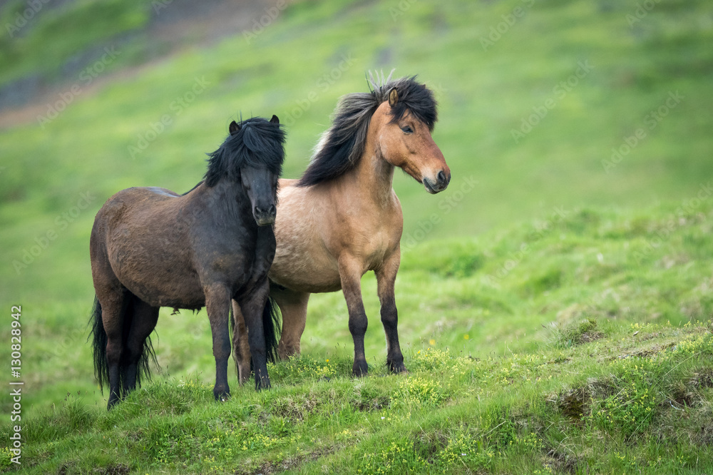 Fototapeta premium Iceland Horses in the countryside of iceland