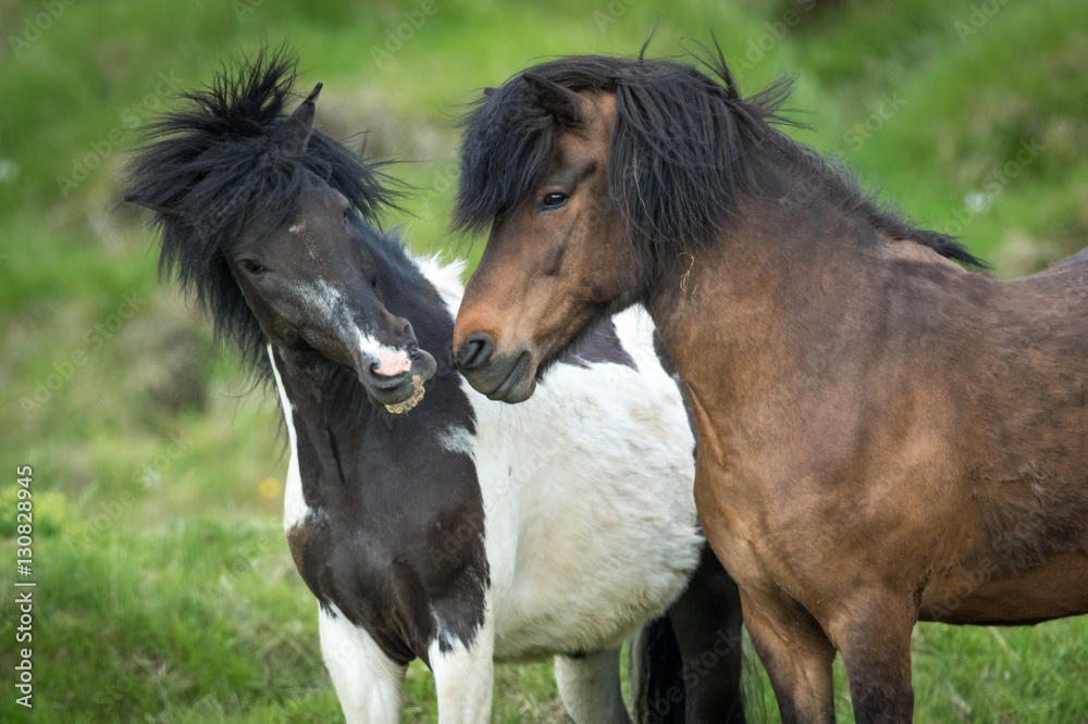 Obraz premium Horses in the countryside of iceland