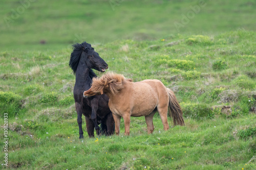 Fighting Horses in the countryside of iceland