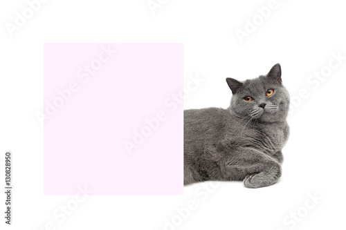 cat lies about pink banner on a white background