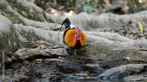 Colorful chicken drinking waterat by a puddle.  
Red Junglefowl ,male with beautiful plumage,red comb and wattle
twitching head and neck  looking around photo