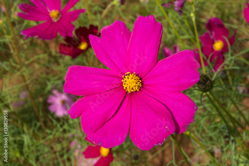 Cosmos flower fuchsia / Cosmos flowers are fresh and beautiful.