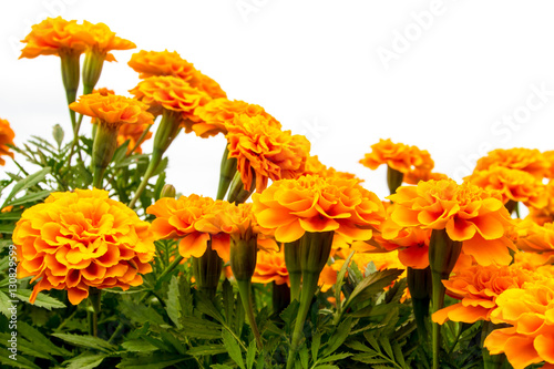 The marigolds field, vivid color flower photo