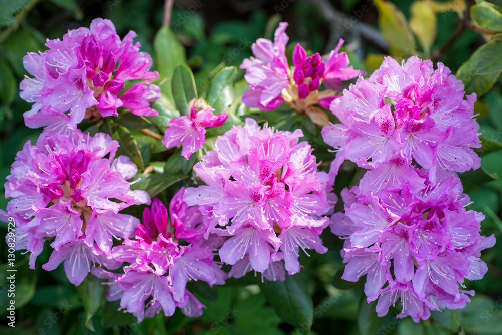 Flower Pink Rhododendron Flower Pink Rhododendron