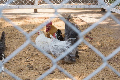 Chicken in a cage / Bantam breeds / Chicken seen them play and enjoy.