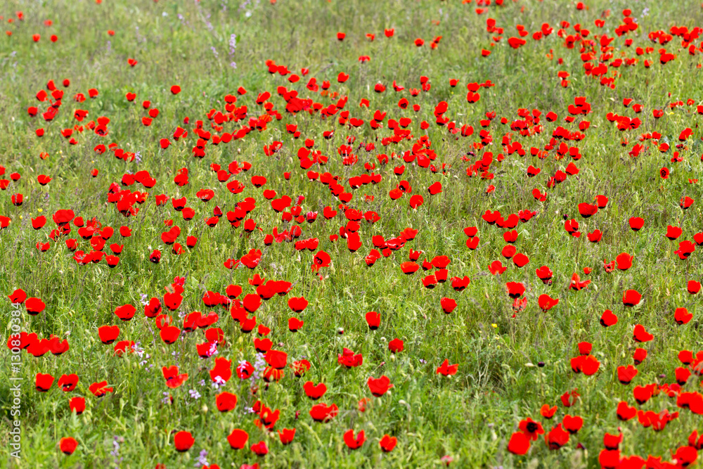 Fototapeta premium red poppies in the field as background