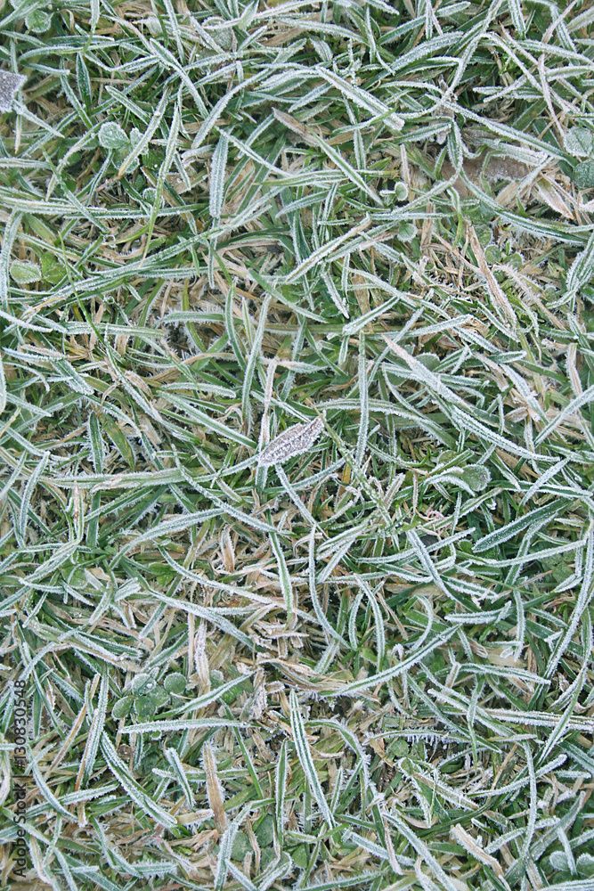 Erba gelata in inverno