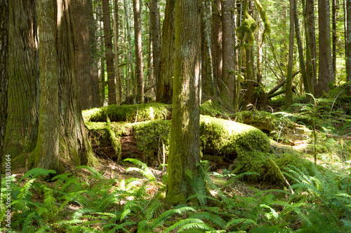Newhalem Rainforest  North Cascades  WA  USA