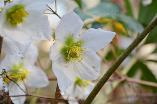 Bild auf Leinwand Nahaufnahme einer Christrosenblüte