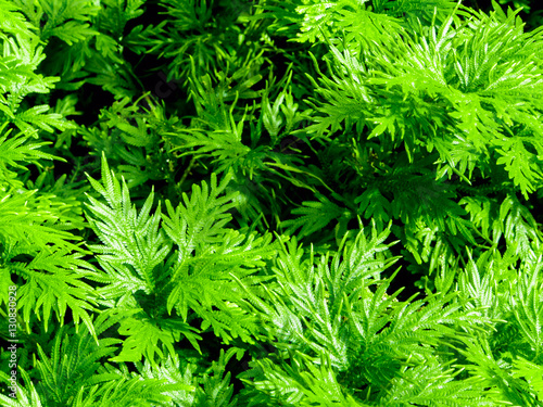 Freshness green of Selaginella involvens fern