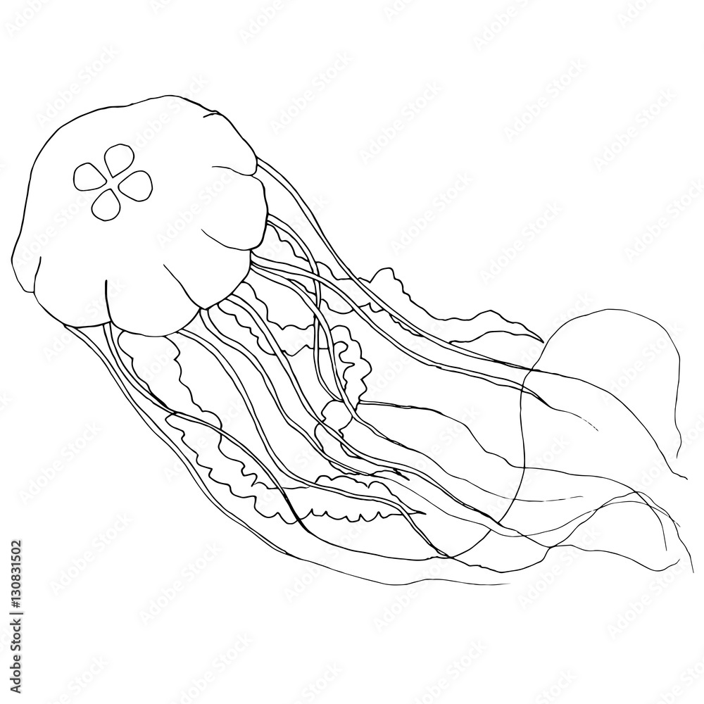 Vector hand-drawn jellyfish on white background. Coloring book p Stock ...