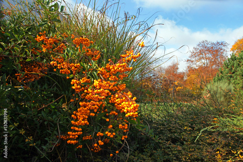 Reifer Sandorn im Herbst.1 photo