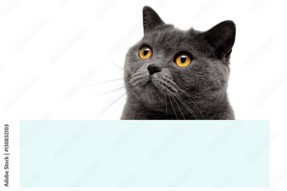 Naklejka szary kot z żółtymi oczami siedzący na sztandarze