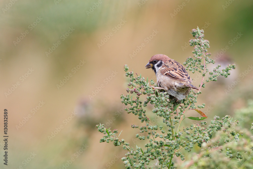 Tree Sparrow (Passer montanus) sitting on the grass. Tree Sparrow (Passer montanus) sitting on the grass.