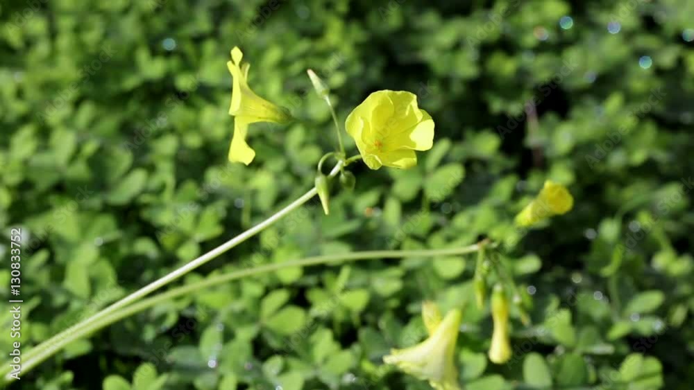 Bermuda buttercup (Oxalis pes-caprae) wild plant in nature Bermuda buttercup (Oxalis pes-caprae) wild plant in nature