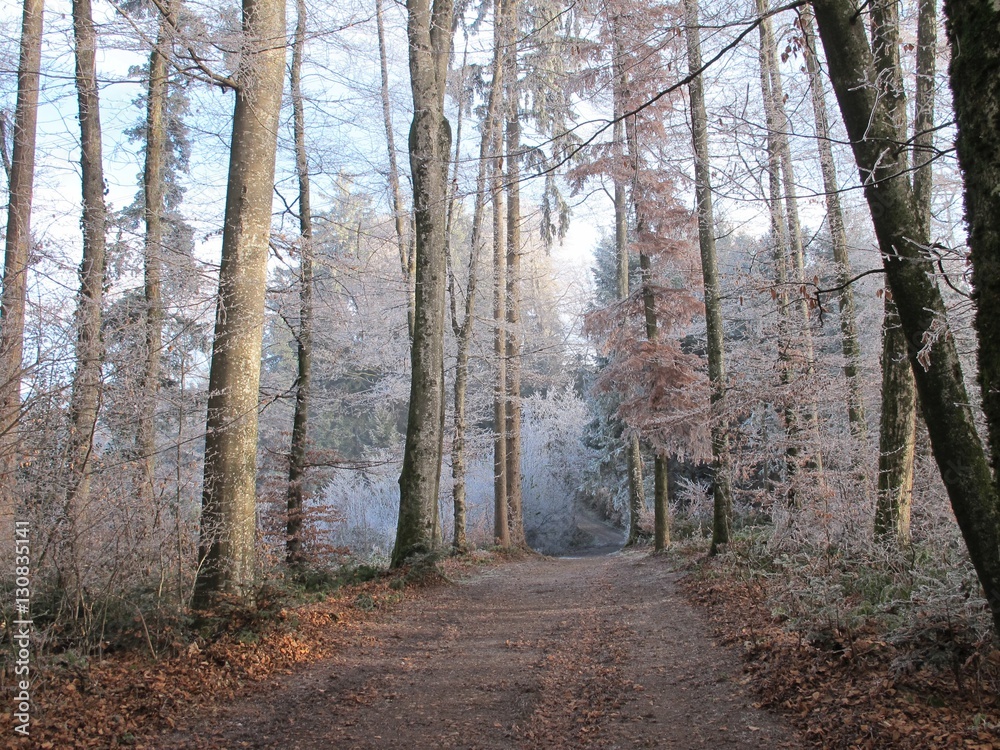 Ein Weg durch den gefrorenen Winterwald 