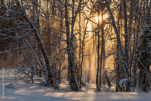 forest snowfall sun sunset winter