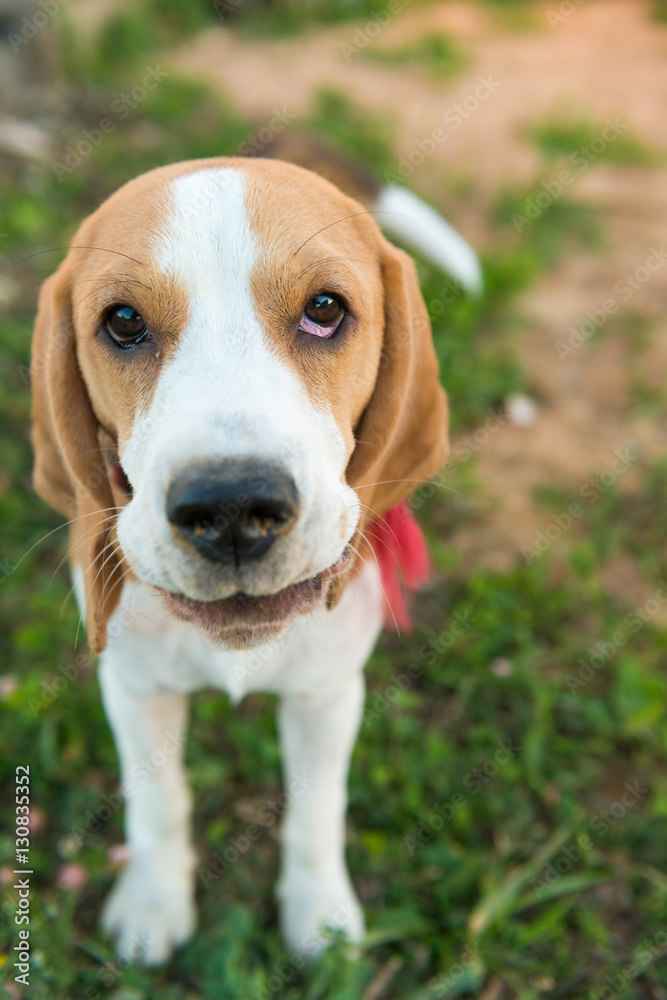 Cute beagle portrait