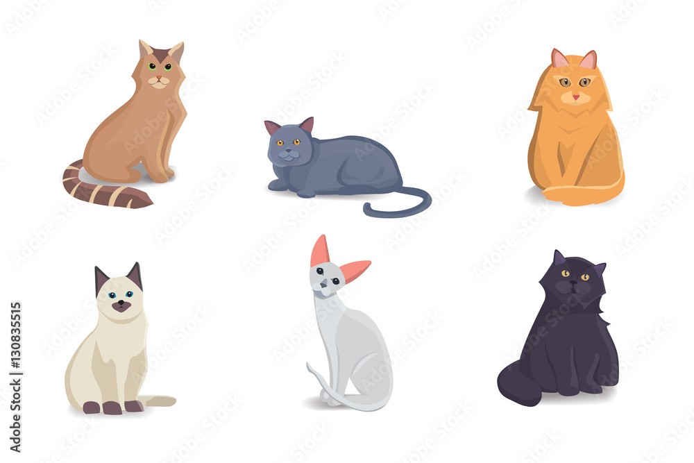 Collection Cats of Different Breeds. Vector isolated cat on white background. Home animal or pets. Fanny kittens faces