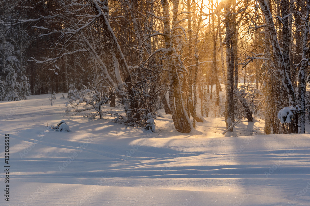 forest snowfall sun sunset winter forest snowfall sun sunset winter