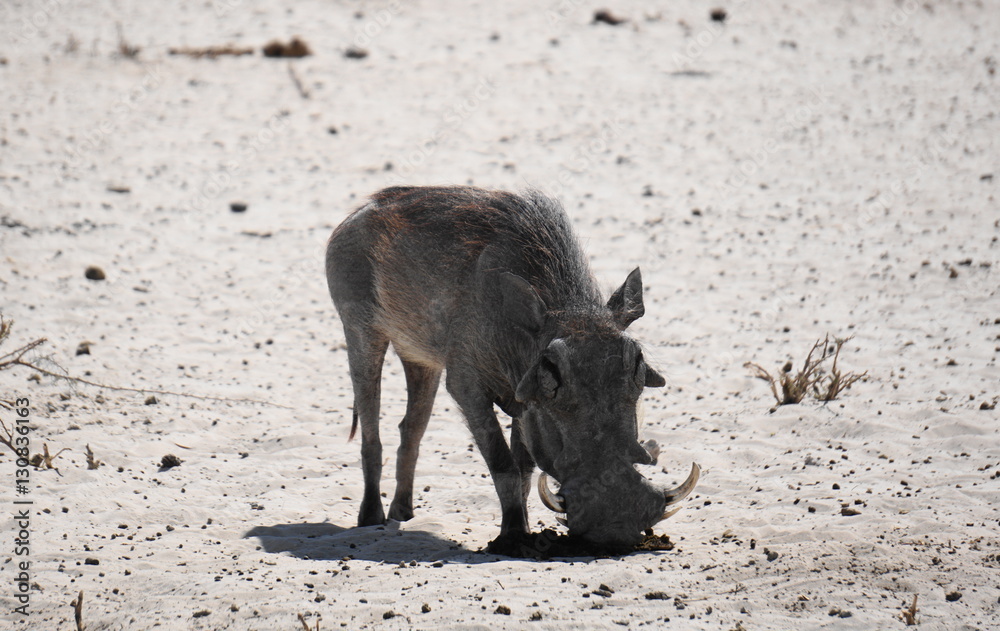 Fototapeta premium Warzenschwein in der Wüste