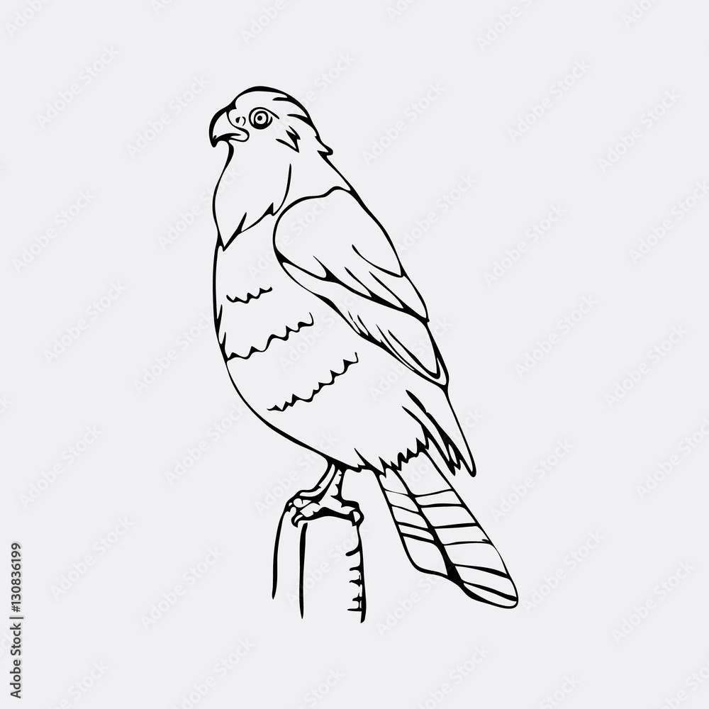 Fototapeta premium Hand-drawn pencil graphics, vulture, eagle, osprey, falcon, hawk, bird predator