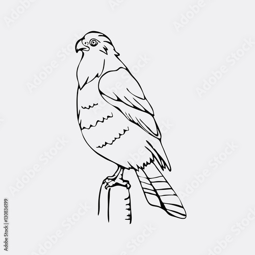 Hand-drawn pencil graphics, vulture, eagle, osprey, falcon, hawk, bird predator photo