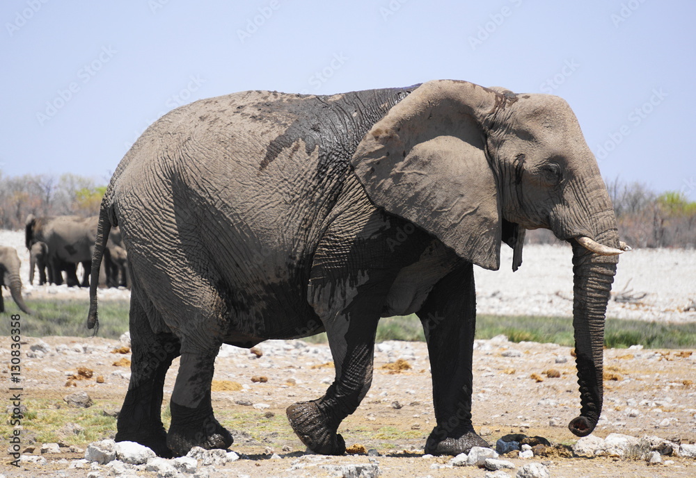 Elefant nach dem Baden